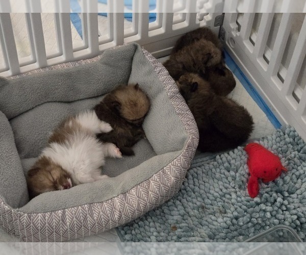 Medium Photo #3 Pomeranian Puppy For Sale in MENIFEE, CA, USA