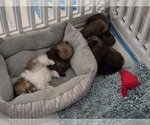 Small #2 Pomeranian