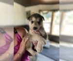 Puppy 5 Alaskan Husky-Alaskan Malamute Mix
