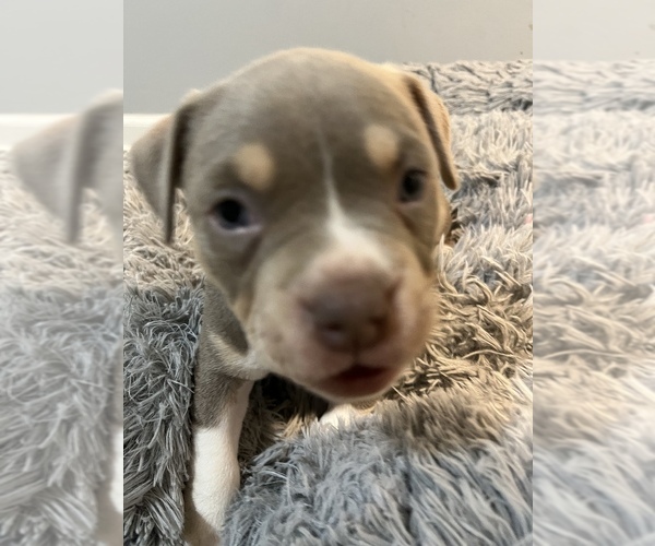 Medium Photo #10 American Bully Puppy For Sale in WESTVILLE, IN, USA