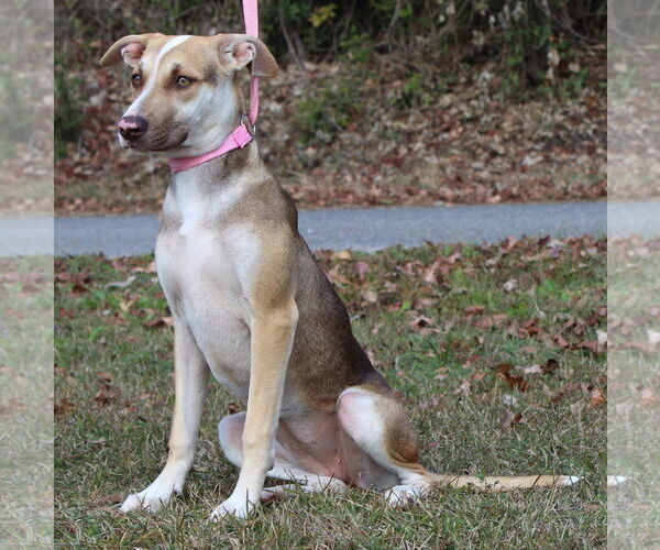 Medium Photo #2 Siberian Husky-Unknown Mix Puppy For Sale in Prattville, AL, USA