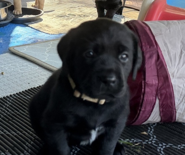 Medium Photo #1 Labrador Retriever Puppy For Sale in LIBERTY, SC, USA