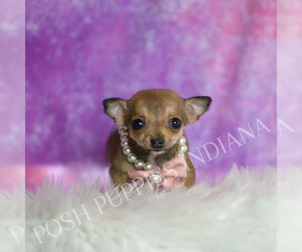 Medium Photo #4 Chihuahua Puppy For Sale in WARSAW, IN, USA