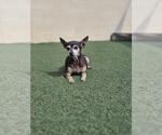 Small #3 Chihuahua Mix