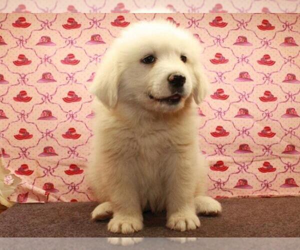 Medium Photo #5 Great Pyrenees Puppy For Sale in SHAWNEE, OK, USA