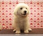Small Photo #5 Great Pyrenees Puppy For Sale in SHAWNEE, OK, USA