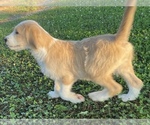 Small #19 Labradoodle