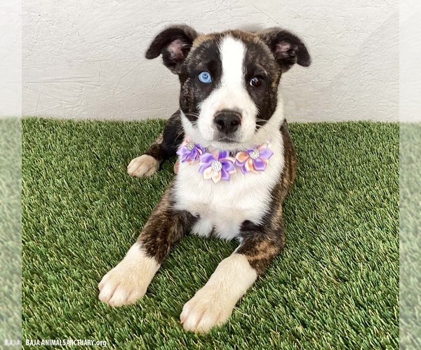 Medium Photo #4 Mutt Puppy For Sale in San Diego, CA, USA