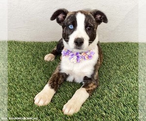 Francine - Female Mutt Dog for Adoption - Photo #4