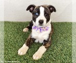 Small #3 Mutt