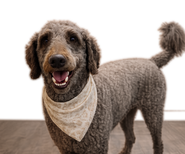 Medium Photo #1 Goldendoodle mix (+ Poodle Standard) Puppy For Sale in ANDERSON, SC, USA