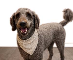 Father of the Goldendoodle mix (+ Poodle Standard) puppies born on 08/02/2026