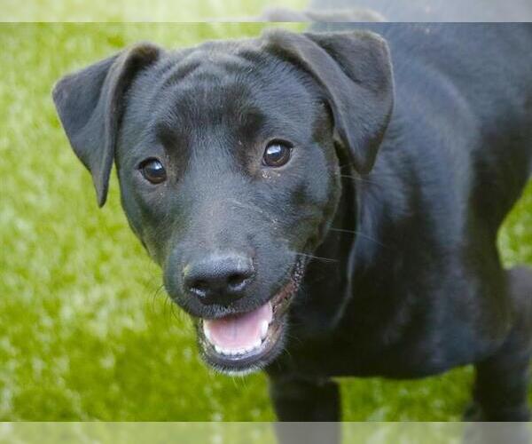 Medium Photo #2 American Pit Bull Terrier-Labrador Retriever Mix Puppy For Sale in Tallahassee, FL, USA