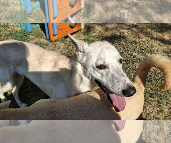 Medium Photo #7 Saluki-Whippet Mix Puppy For Sale in Sebec, ME, USA