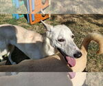 Small Photo #7 Saluki-Whippet Mix Puppy For Sale in Sebec, ME, USA