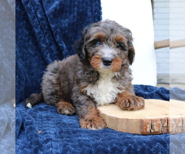 Medium Photo #3 Bernedoodle (Miniature) Puppy For Sale in NARVON, PA, USA