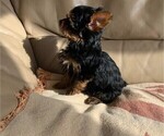 Small Photo #10 Yorkshire Terrier Puppy For Sale in WATERLOO, IA, USA