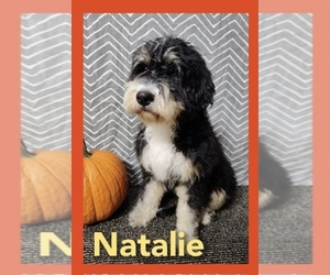 Bernedoodle (Miniature) Dogs for adoption in HILLSBORO, WI, USA