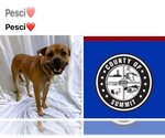Small Boxer Mix