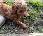 Small #6 Cavapoo