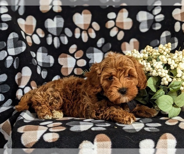 Medium Photo #3 Cavapoo Puppy For Sale in BIRD IN HAND, PA, USA