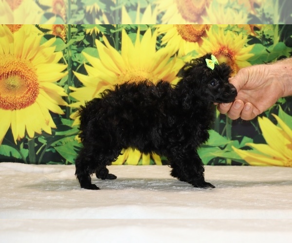 Medium Photo #29 Poodle (Toy) Puppy For Sale in DYERSBURG, TN, USA