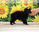 Melina - Female Poodle (Toy) Puppy for Sale - Photo #29