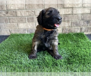 Saint Berdoodle Puppy for sale in ELK RIVER, MN, USA