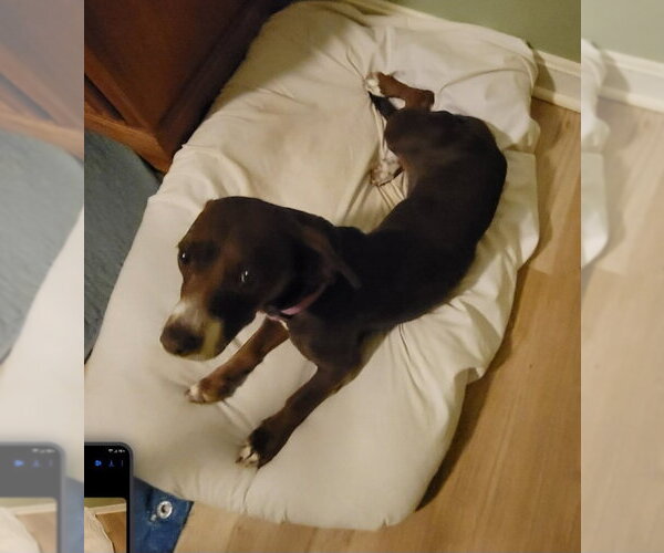 Medium Photo #5 Doxle Puppy For Sale in Aurora, IN, USA