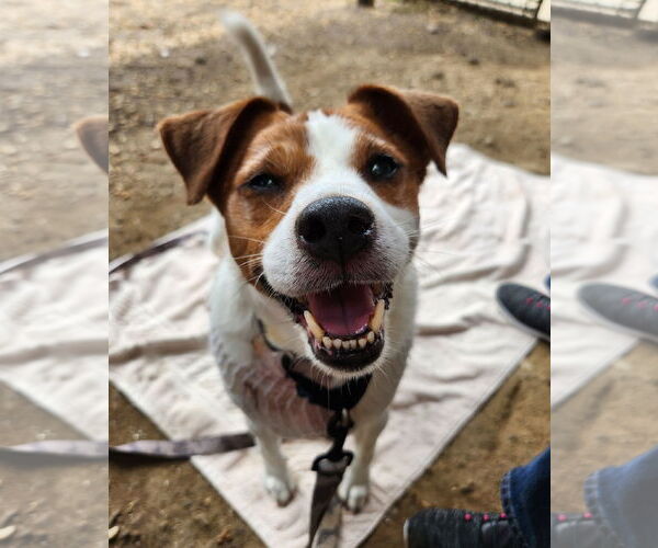 Medium Photo #30 Mutt Puppy For Sale in Philadelphia, PA, USA