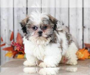 Shih Tzu Puppy for sale in MOUNT VERNON, OH, USA