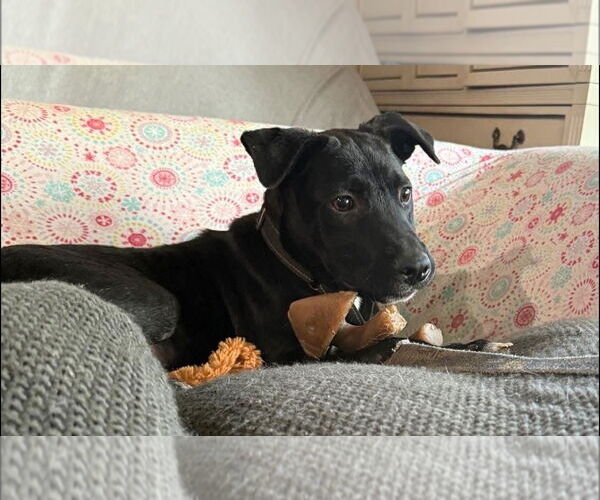 Medium Photo #3 American Pit Bull Terrier-Unknown Mix Puppy For Sale in Germantown, OH, USA