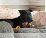 Small #2 American Pit Bull Terrier Mix