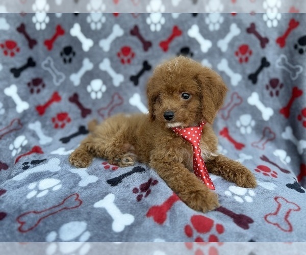 Medium Photo #7 Cock-A-Poo Puppy For Sale in LAKELAND, FL, USA