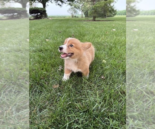 Medium Photo #14 Pembroke Welsh Corgi Puppy For Sale in MILFORD, IN, USA