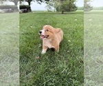 Small Photo #14 Pembroke Welsh Corgi Puppy For Sale in MILFORD, IN, USA
