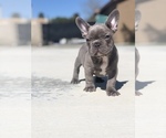 Small #1 French Bulldog