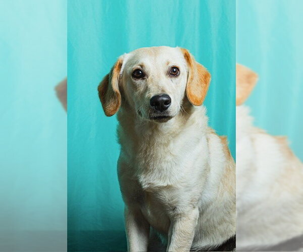 Medium Photo #1 Retriever -Unknown Mix Puppy For Sale in Calgary, Alberta, Canada
