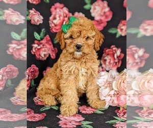Cavapoo Puppy for sale in QUARRYVILLE, PA, USA