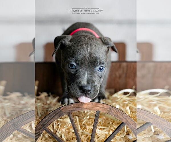 Medium Photo #3 American Pit Bull Terrier Puppy For Sale in Rockville, MD, USA
