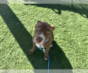 American Pit Bull Terrier Dogs for adoption in HESPERIA, CA, USA