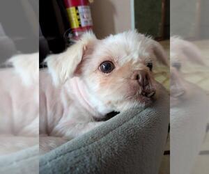 Havanese Dogs for adoption in Louisville, KY, USA
