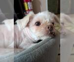 Small Havanese