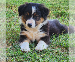 Border-Aussie Puppy for sale in MOHAVE VALLEY, AZ, USA
