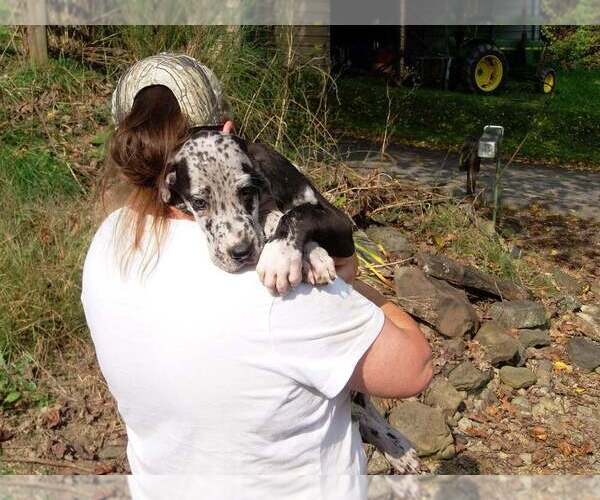 Medium Photo #14 Great Dane Puppy For Sale in SPRAGGS, PA, USA
