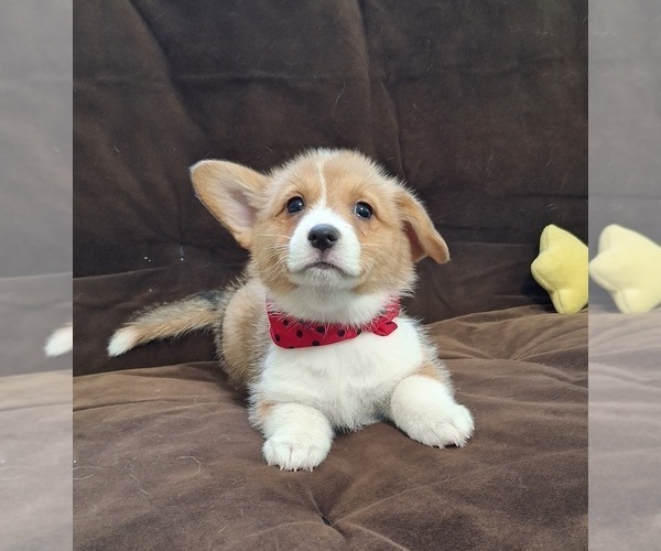 Medium Photo #10 Pembroke Welsh Corgi Puppy For Sale in ARROYO GRANDE, CA, USA