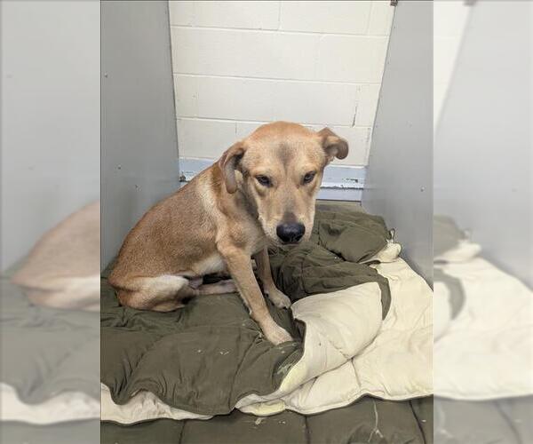 Medium Photo #1 German Shepherd Dog-Unknown Mix Puppy For Sale in Conroe, TX, USA