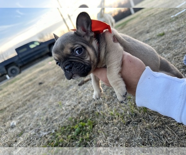 Medium Photo #1 French Bulldog Puppy For Sale in MERCED, CA, USA