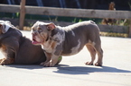 Small Photo #24 English Bulldog Puppy For Sale in LOS ANGELES, CA, USA