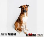 Small #4 Anatolian Shepherd-German Shepherd Dog Mix